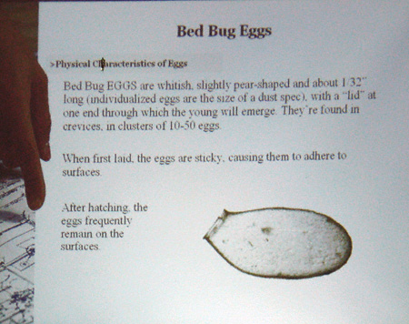 Bed Bug Eggs Gestation