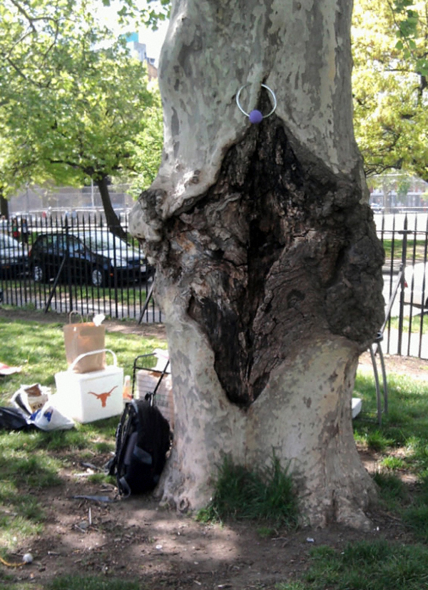 Someone saw fit to adorn the park's vaginal tree with a piercing… classy.